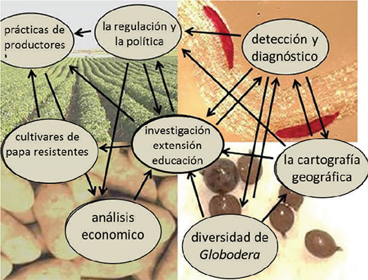 GLOBAL En esta imagen se muestran las interacciones y las sinergias transdisciplinarias 