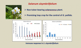 Early Infection Transcriptome Analysis of Globodera pallida Infected in the Susceptible Solanum tuberosum and Resistant Solanum sisymbriifolium