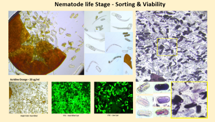 Flow cytometric sorting of nematode life stages & Phytochemicals on PCN hatching